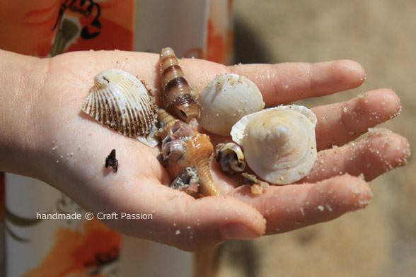 collect seashells