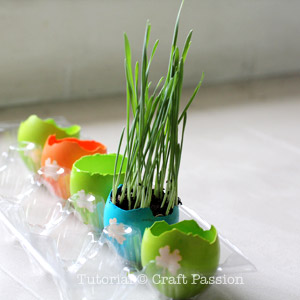 plant wheat grass into egg shell