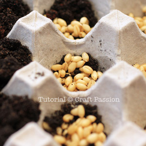 planting wheat grass at home