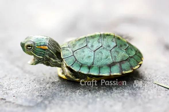 red-ear-slider-turtle