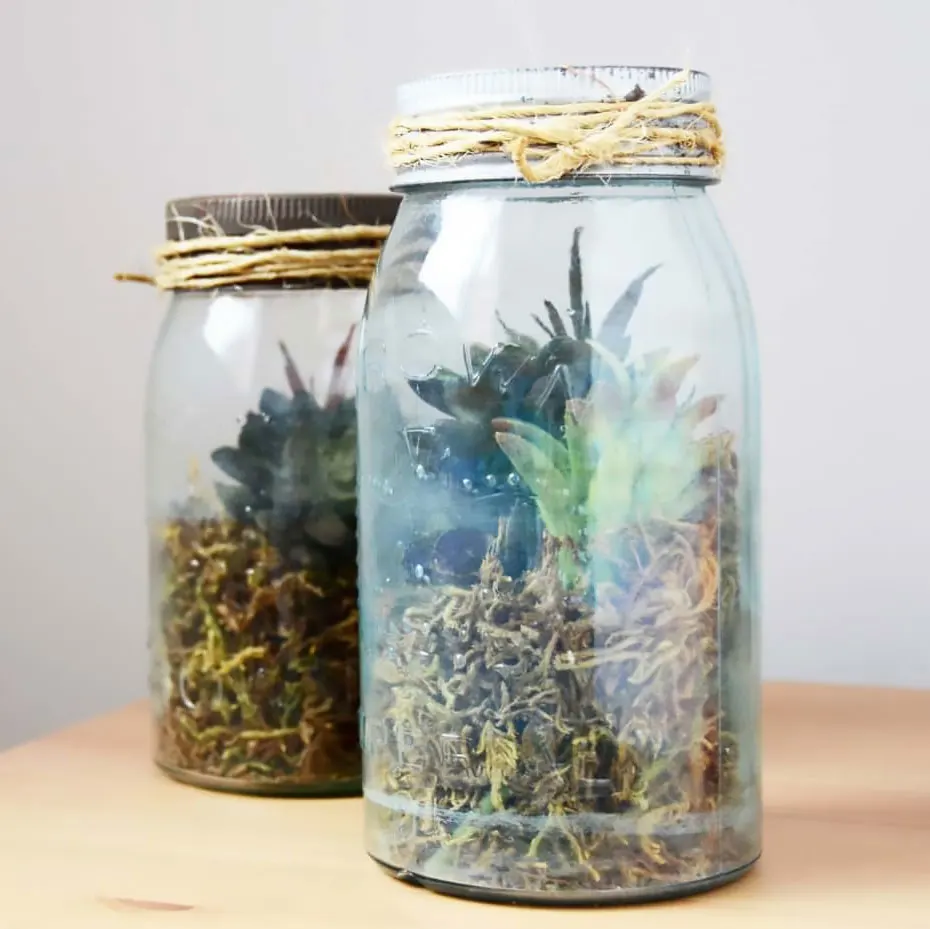 Want to learn how to make a cozy home for your succulent greens? Create a unique and moist environment for your greens to flourish. Place them on the side of your table or anywhere you would like.