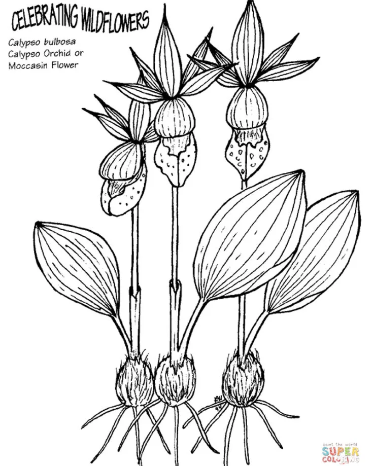 Get ready to unleash your inner artist with this Calypso Orchid Flower design. Turn a black and white canvas into a vibrant garden of creativity with a splash of colors! Don&rsquo;t be afraid to let your imagination run wild as you turn a simple canvas into a beautiful masterpiece.&nbsp;