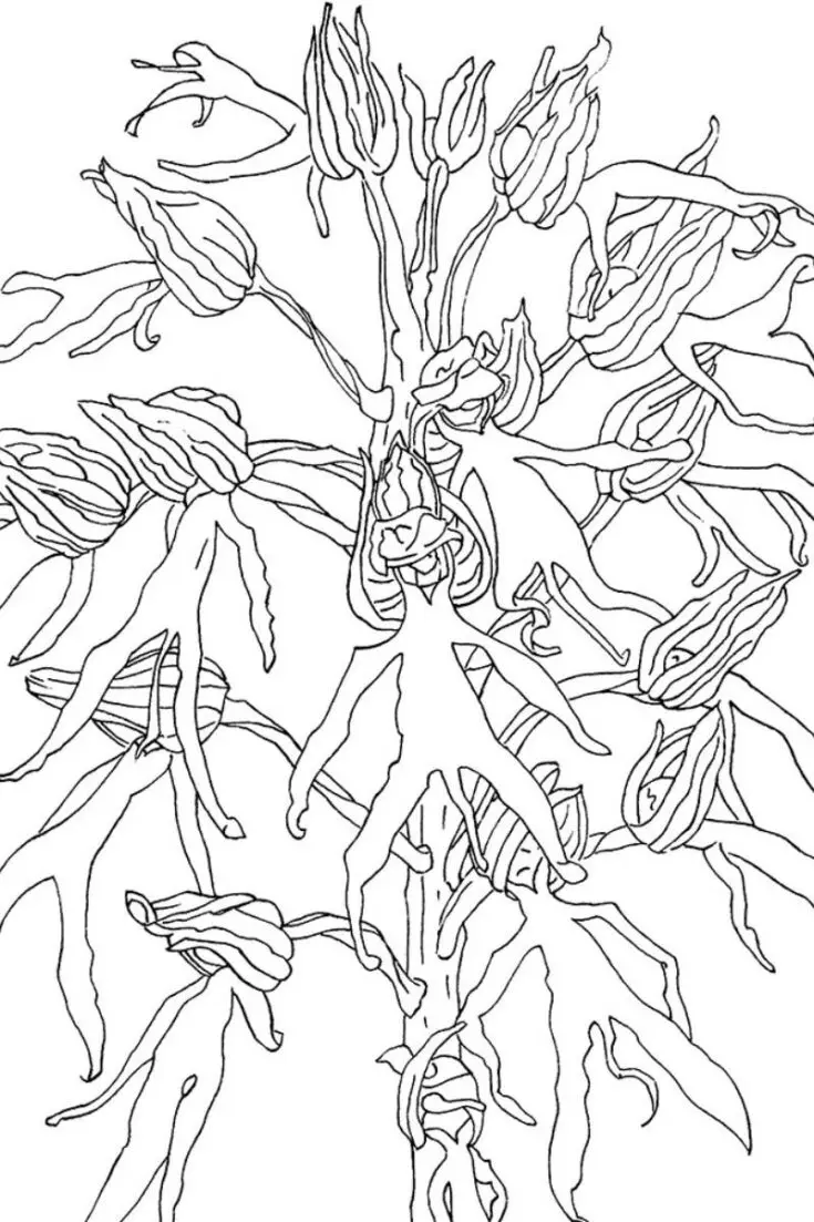 Have a look at this gorgeous flower coloring page! This Italian Orchid is a one-of-a-kind design that you must try out with your family. The best part about coloring is letting your imagination run wild as you add your own flair to its delicate blooms.&nbsp;