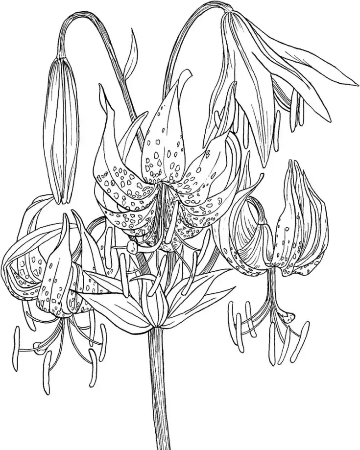 Get ready to explore the natural beauty of the Lilium Superbum, otherwise known as Turks Cap Lilly. If you&rsquo;re looking for inspiration to craft something this weekend, try this pattern out for size as you immerse yourself in the joy of coloring.&nbsp;
