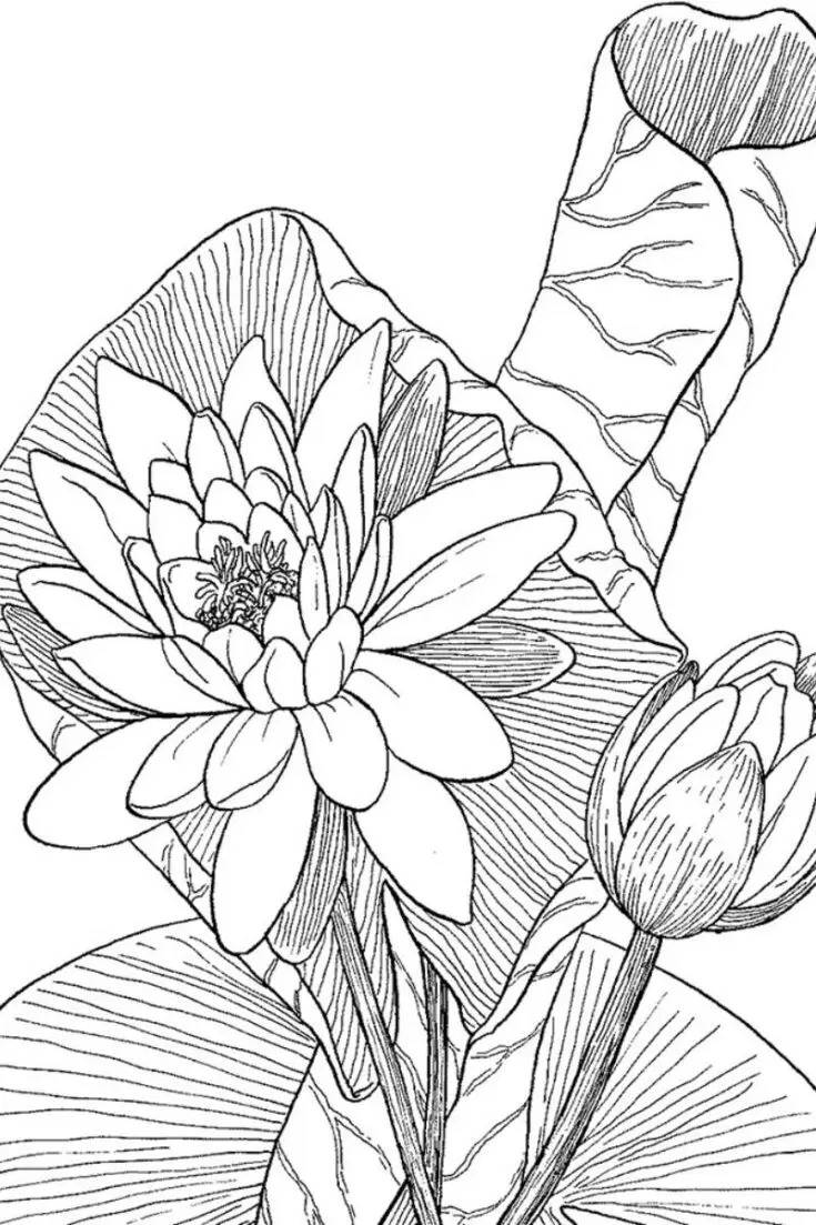 Spice up your coloring session with your friends by trying this fun activity. You only need to download two coloring sheets, set a timer as you color a section, and swap your artwork with your friends to add a fun twist. Capture the tranquility of a peaceful pond as you add your magical touch of colors to the delicate petals and lily pads.&nbsp;
