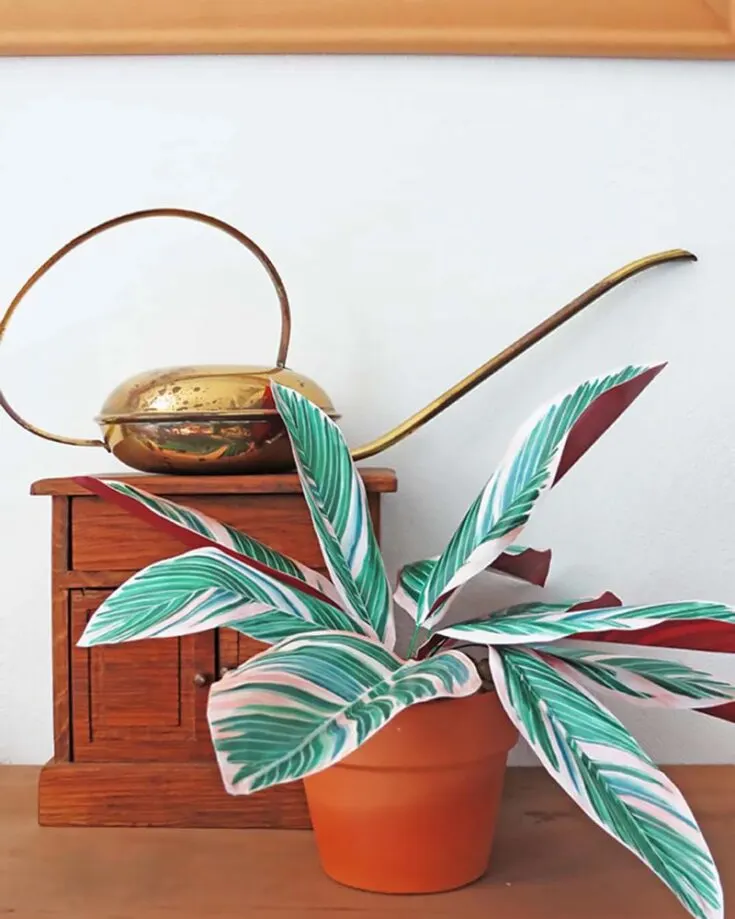 Have you always wanted a plant but don't have a green thumb? Help is on the way as we introduce this faux Ginger plant that requires no care at all! Not to mention, it has three colors to show off to your friends.