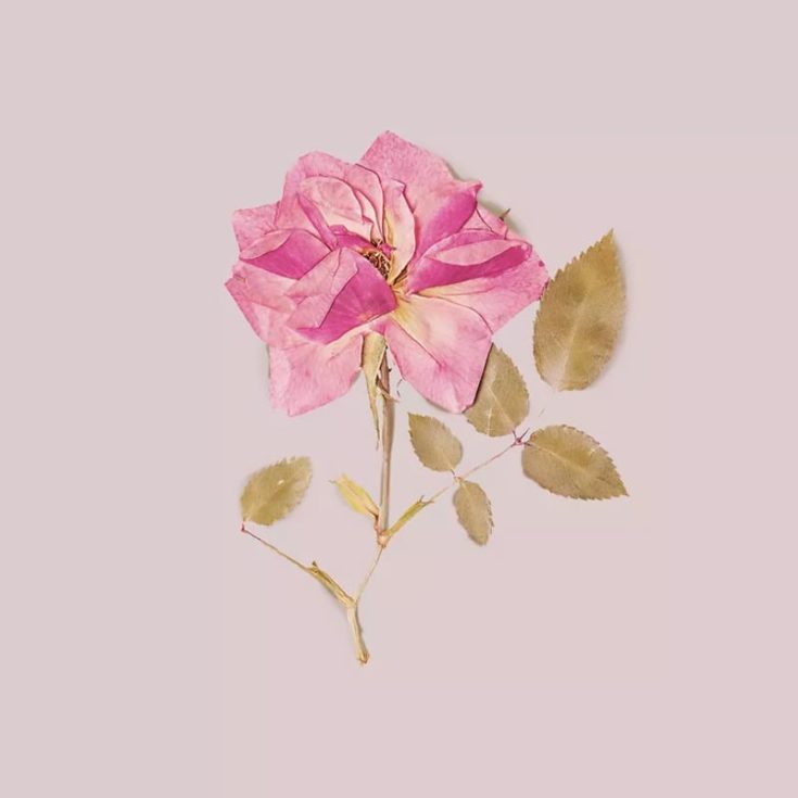 If you love displaying flowers, this might be your preference. Learn how to preserve flowers properly while still making them look realistic. They are such a great wall decor to show off your beautiful blooms!