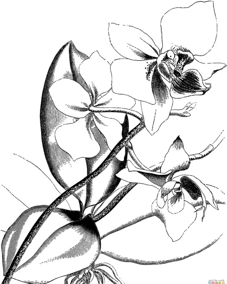 This Victorian Orchid design is a must-have to add to your coloring bucket list. Whether you&rsquo;re looking for patterns to color with your friends or your kids, this delicate and intricate vintage-inspired orchid is right up your alley. Just look at how elegant she is!