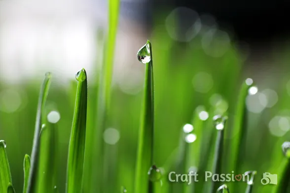 Learn how to create your own DIY Shamrock Bokeh Lights effects and adapt the method to create custom bokeh shapes.