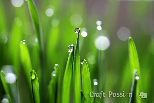 Learn how to create your own DIY Shamrock Bokeh Lights effects and adapt the method to create custom bokeh shapes.